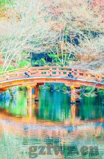大象视频下载app免费版-探索大象视频下载app免费版，便捷与乐趣的完美结合
