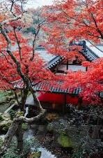 麻豆传媒张芸熙-麻豆传媒新星，张芸熙的闪亮登场